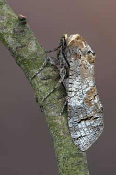 Goat Moth - Cossus cossus