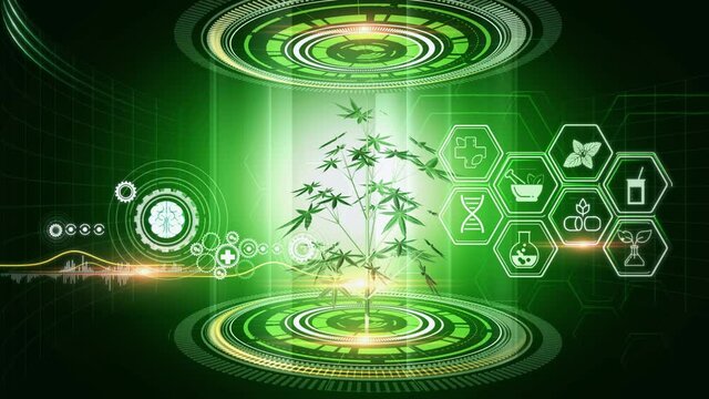 Cannabises medical Concept  
A virtual reality 3d graphics showing rotating 3d marijuana plant model with  icons on surrounding