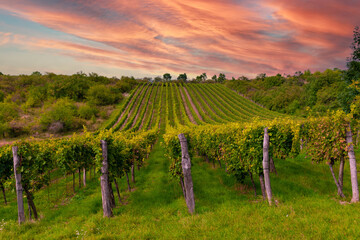 Fototapeta premium village in czech republic at sunset, grape field at sunset grape field, south moravia, czech landscape, vines field ready for harvest, restless picturesque sky