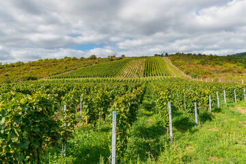 Fototapeta na wymiar grape field, south moravia, czech landscape, vine field ready for harvest, beautiful landscape