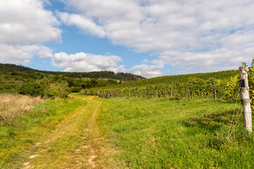 grape field, south moravia, czech landscape, vine field ready for harvest, beautiful landscape