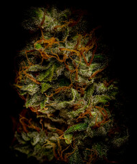 Dry marijuana green bloom on white background interior