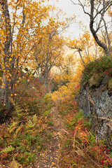 Herbst auf den Lofoten