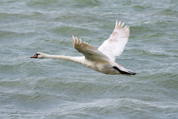 White swan bird on the lake. Swans in the water. Water life and wildlife. Nature photography.