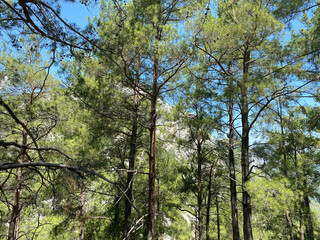 Obraz premium Plants and tall trees in a coniferous forest, bottom-up view