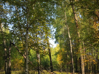 nature, wood, forest