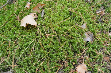 Россия, мох, лес, осень