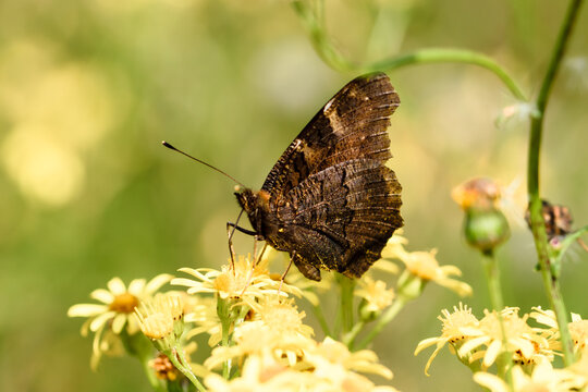 a single brown butterfly on a yellow flower isolated