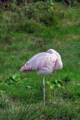 Chilean Flamingo   on the  grass