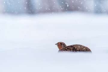 Partridge Perdix perdix on snow, winter, natural background