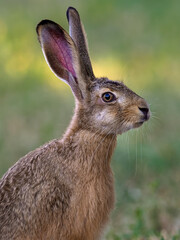 Wild European hare, lepus europaeus, sitting in grass