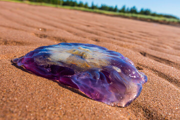 A large purple jellyfish washed up on a Prince Edward Island beach.
