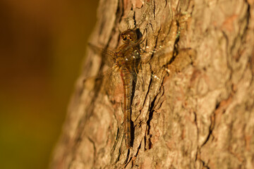Female Common Darter resting on a pine tree