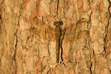 Female Common Darter resting on a pine tree
