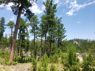Fototapeta premium Views from the Needles Highway in Summer, South Dakota