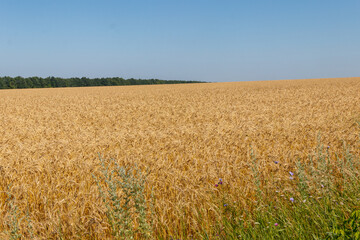Field of ripe golden wheat
