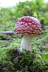 Fliegenpilz auf moosigem Waldboden