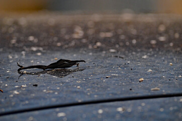 Soot and debris fall from the sky and land on a car during the wildfires in Greece