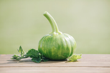 Autumn harvest. Green pumpkin in green background with sunshine.