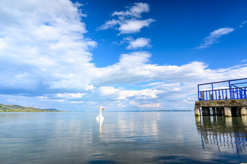 View on the Balaton Lake and the swans and ducks swimming