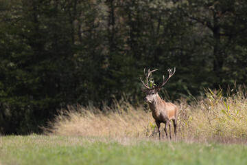 Stag Cervus elaphus in a European forest