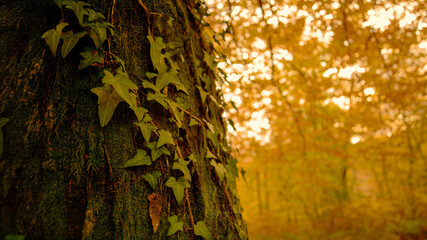 CLOSE UP: Ivy climbs up the trunk of tree in the middle of a fall colored forest