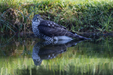 European Sparrowhawk Accipiter nisus bathing