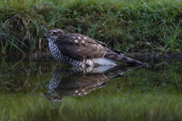 European Sparrowhawk Accipiter nisus bathing
