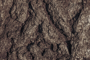 texture background bark of old oak large