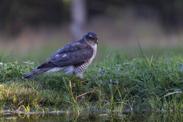 European Sparrowhawk Accipiter nisus bathing