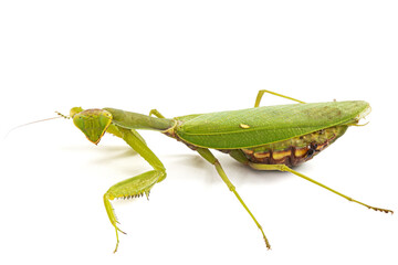 Mantis ordinary or mantis religious, isolated on white background