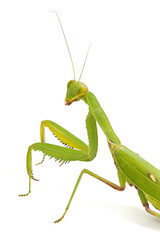 Mantis ordinary or mantis religious, isolated on white background