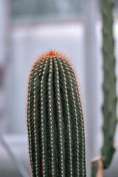Closeup of a cone cactus in the blurred background