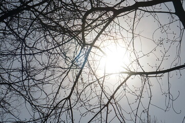 the eclipse