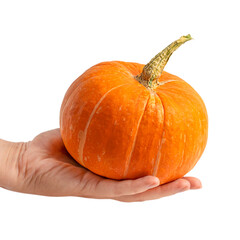 Hand holding single small bright orange pumpkin vegetable used as decoration on halloween in autumn and as food ingredient for healthy dieting full of vitamins isolated on white background