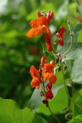 Closeup shot of scarlet runner beans growing in Seattle Garden