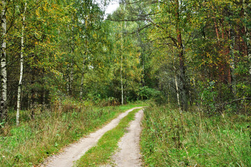 Forest dirt road. Panoramic view of the road in the forest among the trees. Autumn, background.
