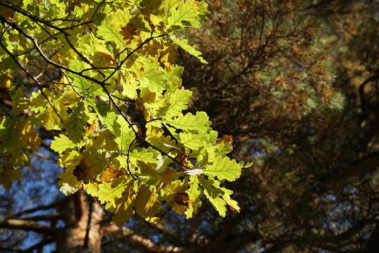 oak branch leaves bright green orange in autumn