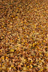 autumn leaves background
