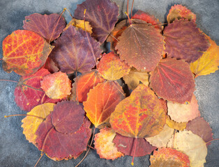 Fototapeta na wymiar Red aspen leaves lie on a gray background. Autumn pattern