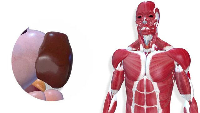 Spleen, internal organs 3D render, anatomy of the human body, white background with luma matte for transparency.