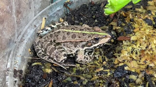 Green Frog Hibernate in the water (Pool frog - pelophylax ridibundus )