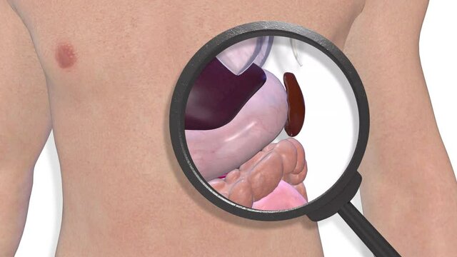 Spleen, internal organs 3D render, anatomy of the human body, white background with luma matte for transparency.