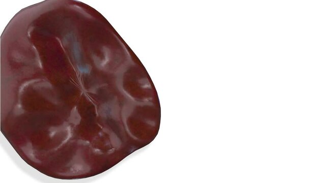 Spleen, internal organs 3D render, anatomy of the human body, white background with luma matte for transparency.