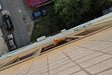 Domestic red cat sitting on the balcony and looking at the camera (top view)