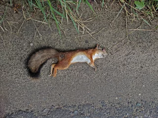 Foto op Plexiglas Dead squirrel lying on the ground next to the asphalt (top view) © yulyao