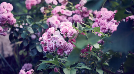 branch with blooming pink rose buds and green leaves, close up