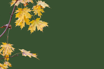 maple leaves on green background