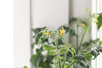 Cherry tomatoes are blooming. Growing in the house