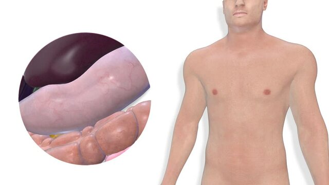 Stomach, internal organs 3D render, anatomy of the human body, white background with luma matte for transparency.